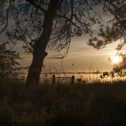 Silhouette of trees on beach