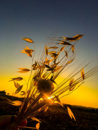 Close-up of plant growing on field against sky during sunset