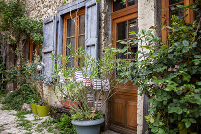 Potted plant against house