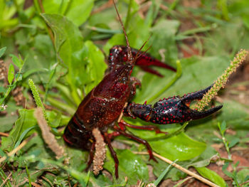 Close-up of crab on plant