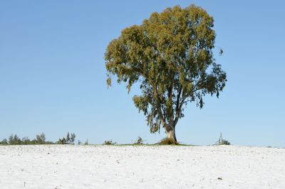 Trees on landscape against clear blue sky