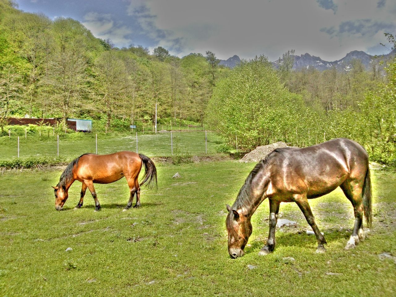 animal themes, grass, domestic animals, horse, livestock, mammal, field, cow, green color, grazing, grassy, landscape, tree, domestic cattle, herbivorous, two animals, pasture, cattle, nature, standing