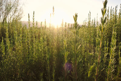 Close-up of crops growing on field against bright sky