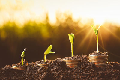 Close-up of potted plants against sunset