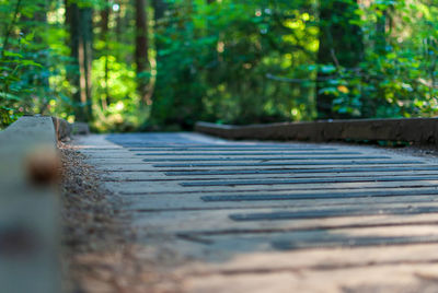 Surface level of footpath by trees in forest