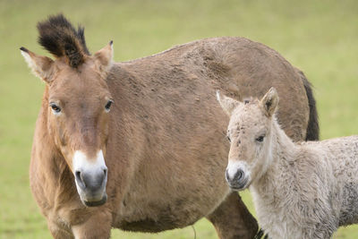 Close-up portrait of a horse on field