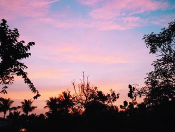 Silhouette of trees at sunset