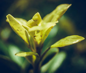 Close-up of green plant