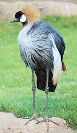 Grey crowned crane perching on rock at grassy field