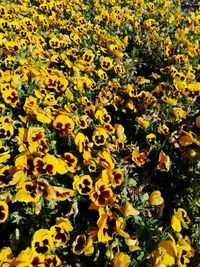 High angle view of yellow flowering plants on field