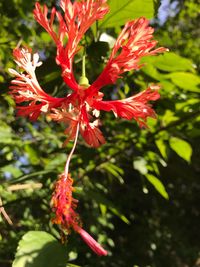 Close-up of red hibiscus flower