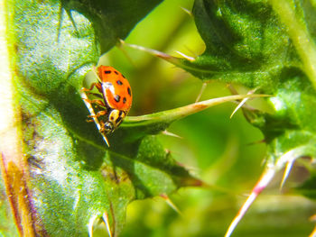 Close-up of ladybug on leaf