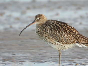 Curlew by sea