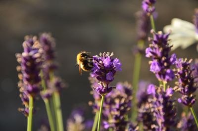 Close-up of bee pollinating on purple flower