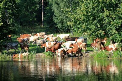 Horses in a farm