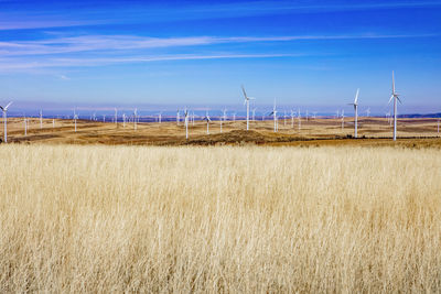 Wind turbines in a field with clear sky