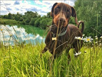 Close-up of dog on field by lake