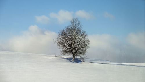 Trees on snow covered landscape against sky