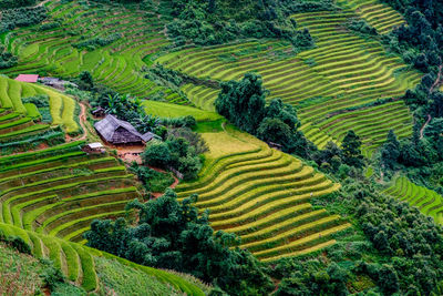 Scenic view of terrace field