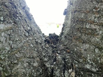 Low angle view of trees against sky