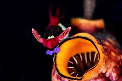 Close-up of mask against black background