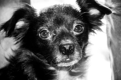 Close-up portrait of dog