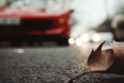 Close-up of plant against blurred background