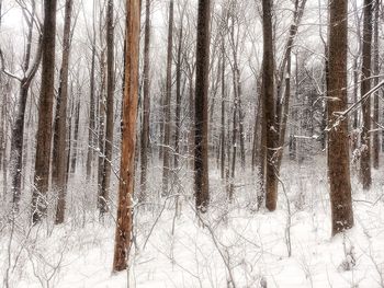 Bare trees in forest during winter