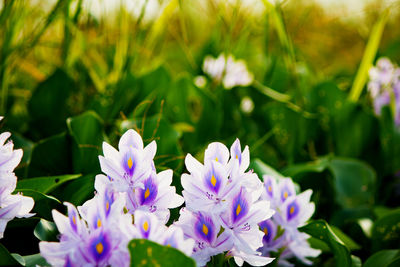 Close-up of purple flowering plants