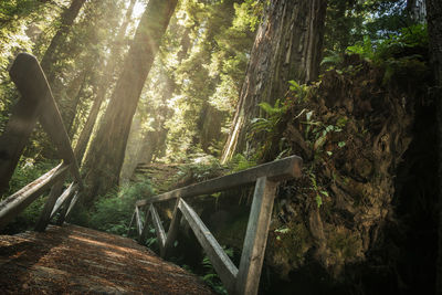 Trees in forest