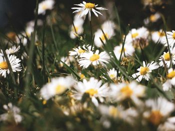 Close-up of white daisy flowers on field