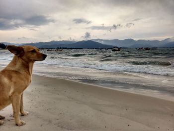 Dog on beach