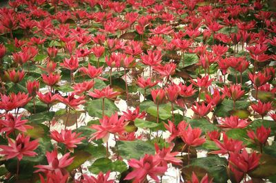 Full frame shot of red flowers blooming outdoors