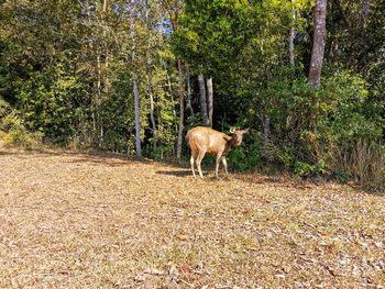 Deer in the forest