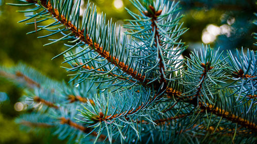 Close-up of pine tree