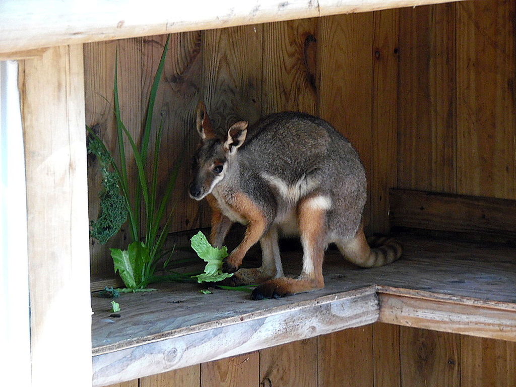 animal themes, no people, wood - material, one animal, nature, standing, animals in the wild, outdoors, day, mammal