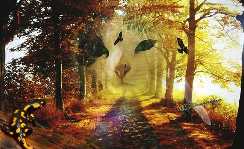 Trees in forest during autumn