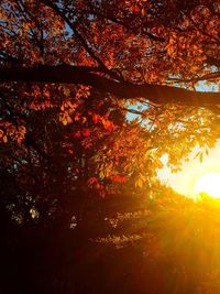 Sun shining through trees