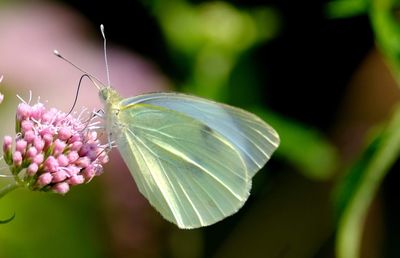 Close-up of butterfly pollinating on pink flower