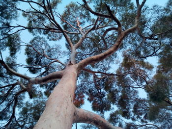 Low angle view of tree against sky