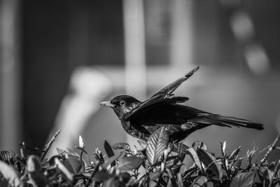 Close-up of black bird perching 