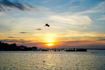 Silhouette birds flying over sea against sky during sunset