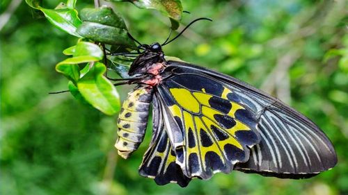 Close-up of butterfly pollinating flower