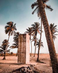 Palm trees on beach against sky