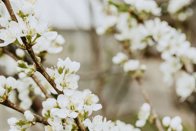 Close-up of white plum blossom tree