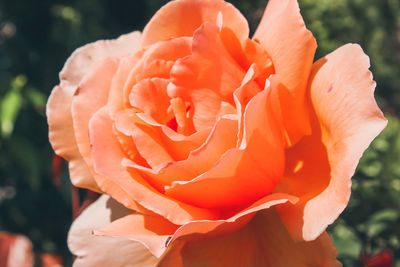 Close-up of orange rose