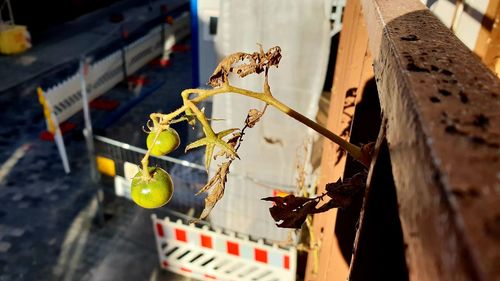 Close-up of fruits hanging on metal by building