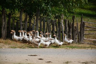 Flock of birds on tree