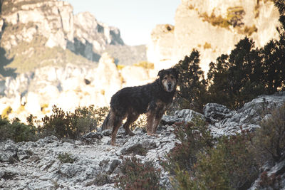 A dog walking on the rocks high up in the mountains.