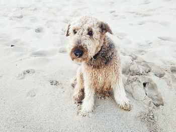 High angle view of dog on beach